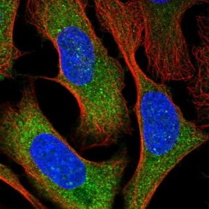 Anti-OLA1 antibody produced in rabbit HPA041443-100UL
