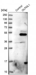 Anti-OLFML1 antibody produced in rabbit 
