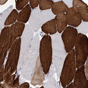 Anti-OLFML1 antibody produced in rabbit 