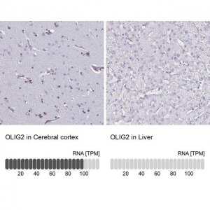 Anti-OLIG2 antibody produced in rabbit 