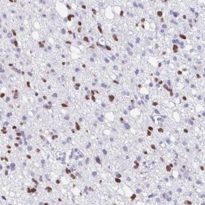Anti-OLIG2 antibody produced in rabbit 