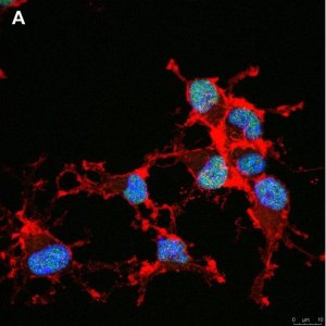 Anti-Olig2 Antibody, clone 1K2 ZooMAb Rabbit Monoclonal 