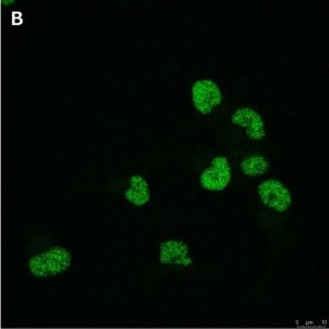 Anti-Olig2 Antibody, clone 1K2 ZooMAb Rabbit Monoclonal 