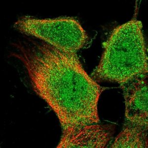 Anti-OLR1 antibody produced in rabbit 