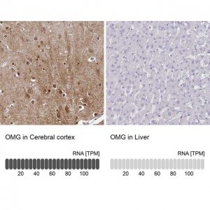Anti-OMG antibody produced in rabbit 