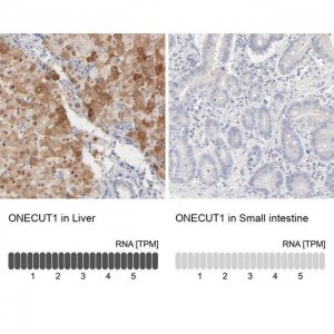 Anti-ONECUT1 antibody produced in rabbit 