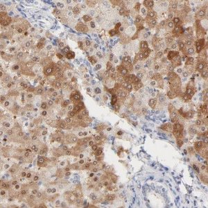 Anti-ONECUT1 antibody produced in rabbit 