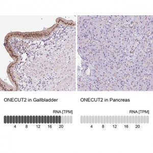 Anti-ONECUT2 antibody produced in rabbit 