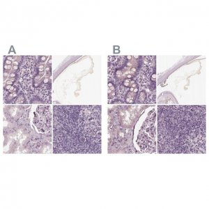 Anti-OPTC antibody produced in rabbit 