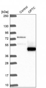 Anti-OPTC antibody produced in rabbit 