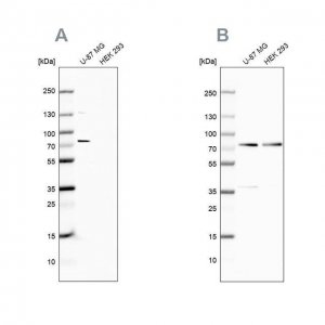 Anti-OPTN antibody produced in rabbit 