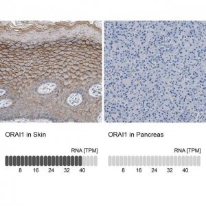 Anti-ORAI1 antibody produced in rabbit 