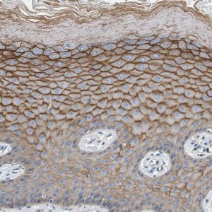 Anti-ORAI1 antibody produced in rabbit 