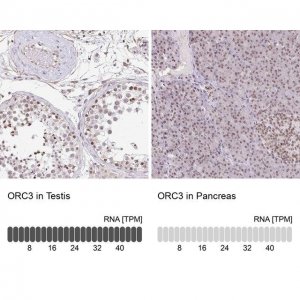 Anti-ORC3 antibody produced in rabbit 