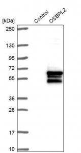 Anti-OSBPL2 antibody produced in rabbit 