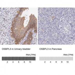 Anti-OSBPL3 antibody produced in rabbit 