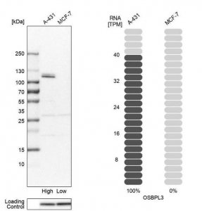 Anti-OSBPL3 antibody produced in rabbit 