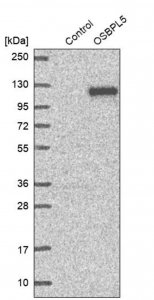 Anti-OSBPL5 antibody produced in rabbit 
