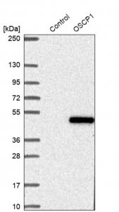 Anti-OSCP1 antibody produced in rabbit 