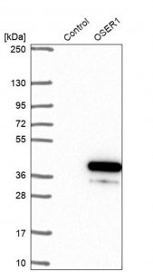 Anti-OSER1 antibody produced in rabbit 