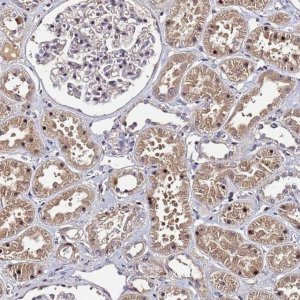 Anti-OSER1 antibody produced in rabbit 