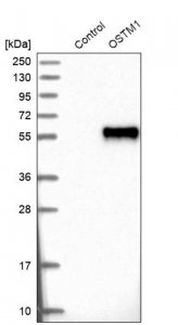 Anti-OSTM1 antibody produced in rabbit 