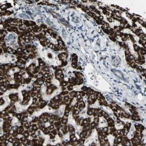 Anti-OSTM1 antibody produced in rabbit 
