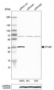Anti-OTUB1 antibody produced in rabbit 