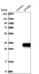 Anti-OTUB2 antibody produced in rabbit 