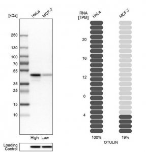 Anti-OTULIN antibody produced in rabbit 
