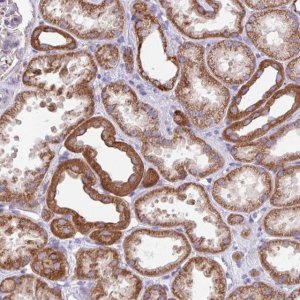 Anti-OTULIN antibody produced in rabbit 