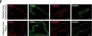 Anti-OVGP1 antibody produced in rabbit 