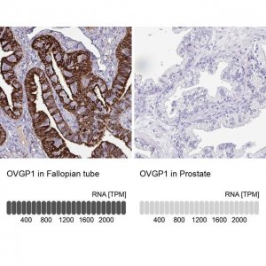 Anti-OVGP1 antibody produced in rabbit 