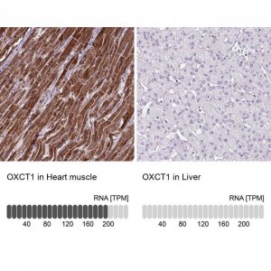 Anti-OXCT1 antibody produced in rabbit 