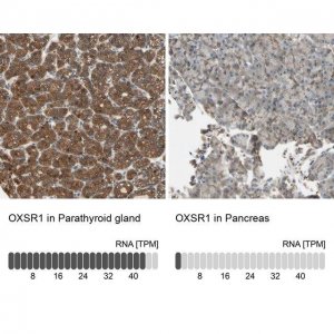 Anti-OXSR1 antibody produced in rabbit HPA008237-100UL