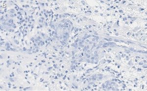 Anti-p-PTEN (Tyr240) Antibody, clone 3G6 ZooMAb Rabbit Monoclonal 