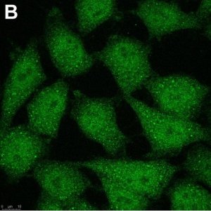 Anti-p16 Antibody, clone D25 ZooMAb Mouse Monoclonal 