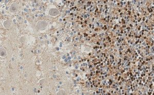 Anti-p27 Kip1 Antibody, clone 1B10 ZooMAb Rabbit Monoclonal 