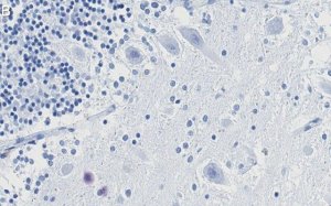 Anti-p27 Kip1 Antibody, clone 1B10 ZooMAb Rabbit Monoclonal 