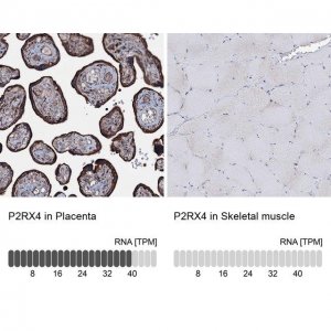 Anti-P2RX4 antibody produced in rabbit 