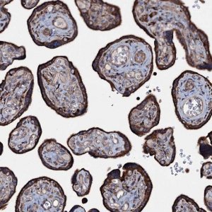 Anti-P2RX4 antibody produced in rabbit 