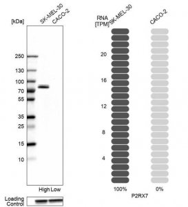 Anti-P2RX7 antibody produced in rabbit 