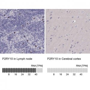 Anti-P2RY10 antibody produced in rabbit 