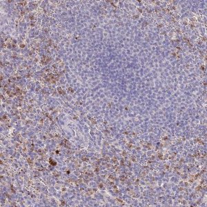Anti-P2RY13 antibody produced in rabbit 