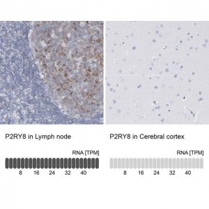 Anti-P2RY8 antibody produced in rabbit 