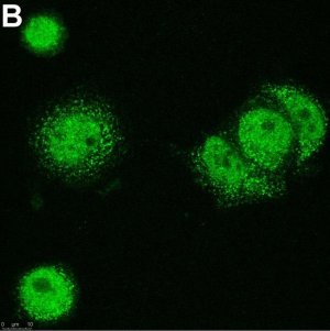 Anti-p300 Antibody, clone 4E5 ZooMAb Rabbit Monoclonal 