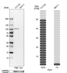 Anti-P3H1 antibody produced in rabbit 
