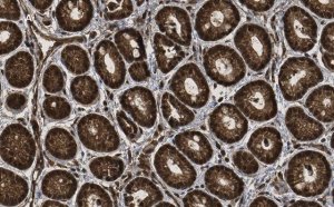 Anti-p44 MAPK (ERK1) Antibody, clone 13F10, ZooMAb Rabbit Monoclonal 