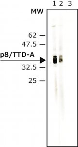 Anti-p8/TTD-A (N-terminal) antibody produced in rabbit 