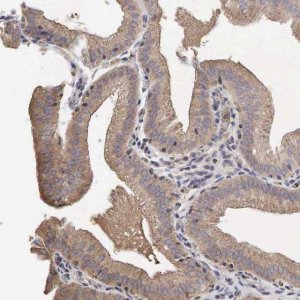 Anti-PABPC5 antibody produced in rabbit HPA000164-100UL